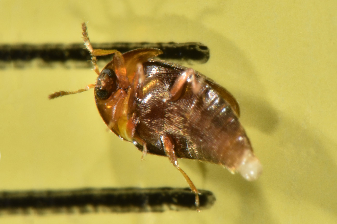 Corylophidae: Sericoderus sp.?  S !